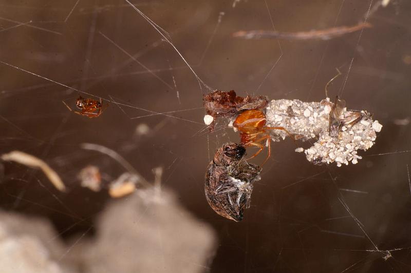 Parasteatoda_lunata_D5181_Z_90_Les Gris_Frankrijk.jpg